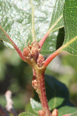 Quercus garryana semota