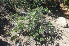 Quercus garryana semota