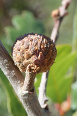 Quercus garryana semota