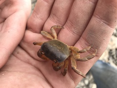 Cyclograpsus