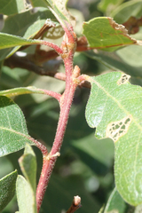 Quercus garryana semota