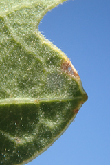 Quercus garryana semota