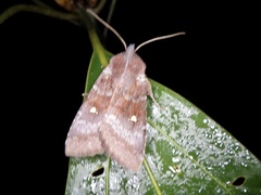 Eupsilia unipuncta