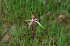 Caladenia versicolor