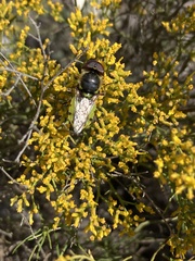Stratiomyini