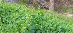 Delairea odorata