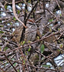 Rhynchospiza strigiceps