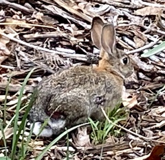 Sylvilagus audubonii
