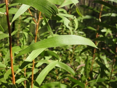 Hakea benthamii