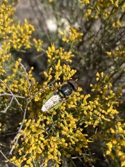 Stratiomyini