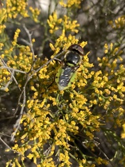 Stratiomyini