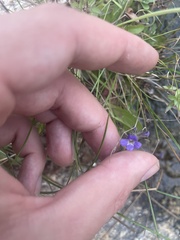 Stemodia durantifolia