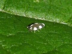 Coniopteryginae