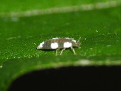 Coniopteryginae