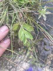 Stemodia durantifolia