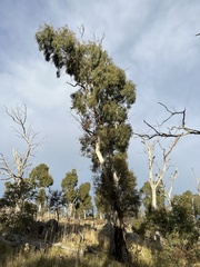 Eucalyptus viminalis