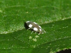 Coniopteryginae