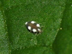 Coniopteryginae