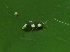 Coniopteryginae