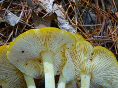 Hygrophorus chrysodon