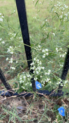 Parthenium hysterophorus