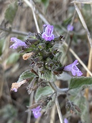 Clinopodium