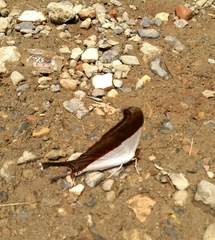 Marpesia zerynthia