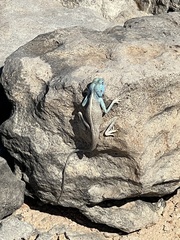 Pseudotrapelus jensvindumi