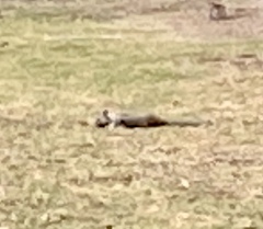 Otospermophilus beecheyi