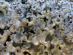 Parmotrema austrosinense