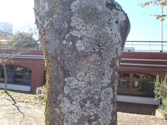 Parmotrema austrosinense