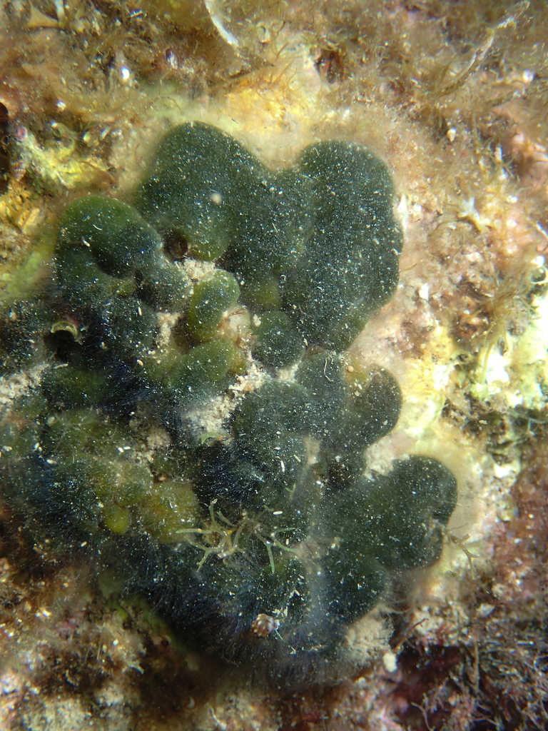 Codium coralloides