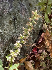 Silverrod