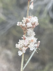 Eriogonum