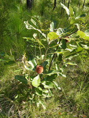 Banksia robur