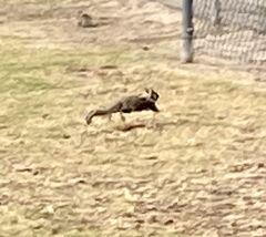 Otospermophilus beecheyi