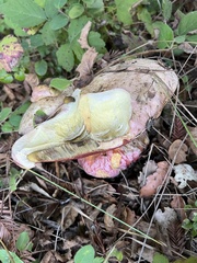 Rubroboletus eastwoodiae