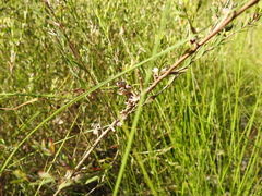 Melaleuca thymifolia