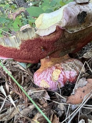Rubroboletus eastwoodiae