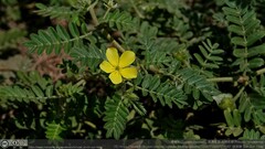 Tribulus taiwanense
