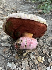 Rubroboletus eastwoodiae