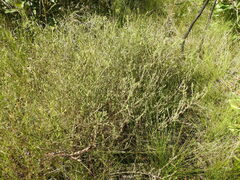 Melaleuca thymifolia