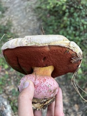Rubroboletus eastwoodiae