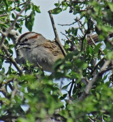 Rhynchospiza strigiceps