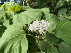 Clerodendrum chinense
