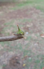 Umbonia crassicornis