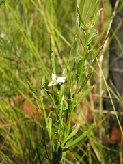 Philotheca queenslandica