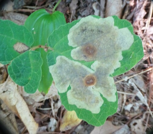 Witchhazel Leafminer photo 5