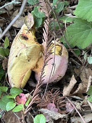 Rubroboletus eastwoodiae