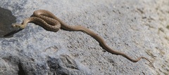 Thamnophis rufipunctatus